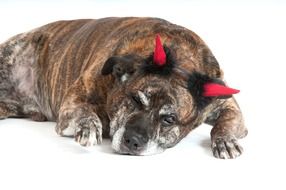 sleepy dog with toy horns