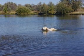 golden retriever swims on the river