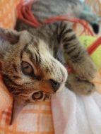 attractive Household Small Cat