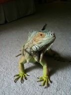 Iguana on a white carpet