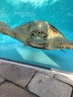turtle in the blue pool