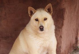 Portrait of White Fur dog