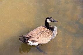Duck Large Bird