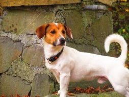 small white and red dog stays on stone