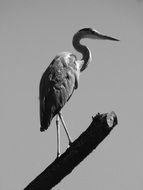 monochrome picture of gray heron bird