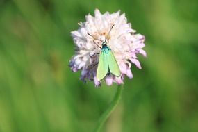 tiny metallic green butterfly