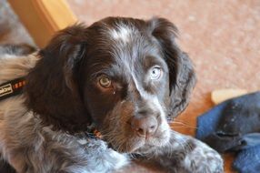 Portrait of cute young german quail dog