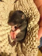 newborn rodent on knitted fabric