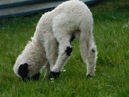 Lamb Sheep Animal