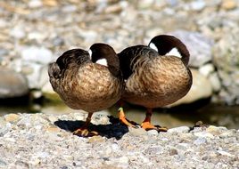 resting ducks