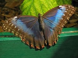 Large Butterfly close-up