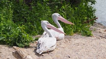 pelicans lie on the ground