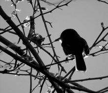 Bird on tree at sky, black silhouette