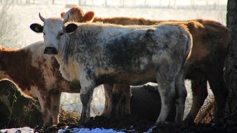 astounding Cow