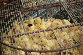 beautiful Chick Cage Animal