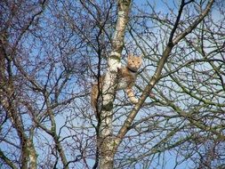 Red cat us on the tree