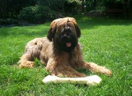 lying Briard Dog