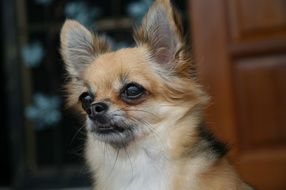photo portrait of little shih tzu