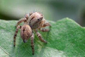 scary spider on the green leaf