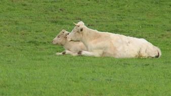 beige cows lie on the grass