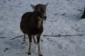 mouflon in the petting zoo