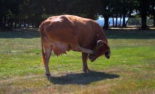 cow with udders in a green meadow