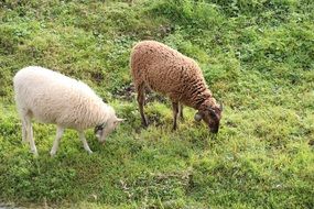 white and brown sheep grazing