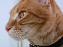 closeup photo of ginger cat with black collar