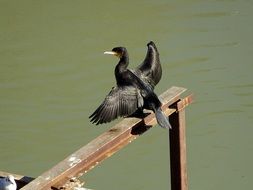 picture of the Cormorant Bird