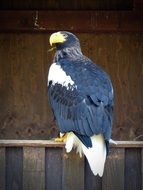 Giant Eagle