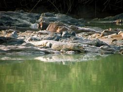 Crocodile in Namibia