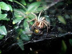 spider with prey on the web
