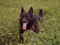 black dog with tongue sticking out lies in tall grass