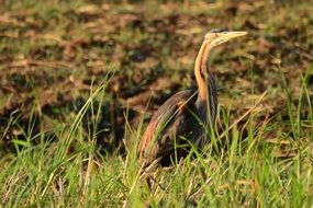 purple heron