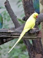 yellow parrot on a tree