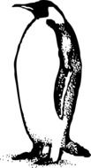 black and white graphic picture of a penguin in detail