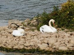 Swans near the lake