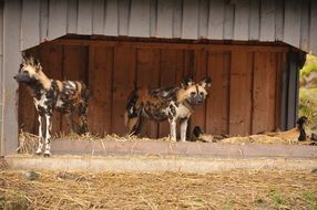 Wild Dogs in the aviary