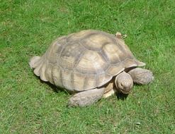 large land turtle on green grass