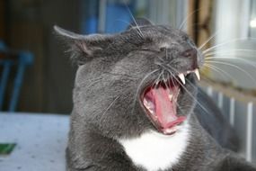 gray yawning kitten