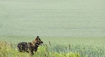 Picture of German Shepherd is on a field