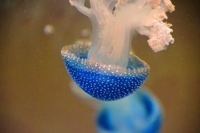 beautiful and cute Blue Jellyfish