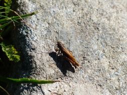 Small Brown Grasshopper on Stone