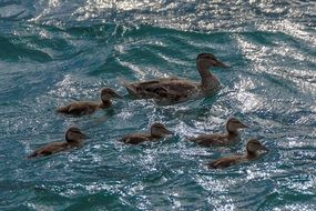 charmingly cute ducks family