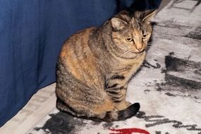 striped domestic cat with sad eyes