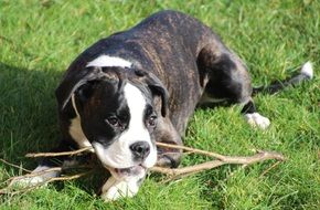 Black And White boxer puppy lying on a grass