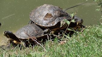 turtles resting in a water under the sun