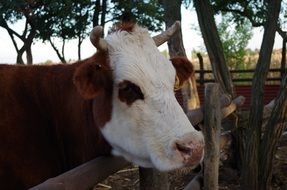 Portrait of Cow on a farm