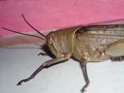 Close-up of the brown grasshopper