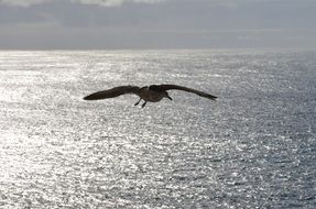 The Seagull Bird hovers over glittering water